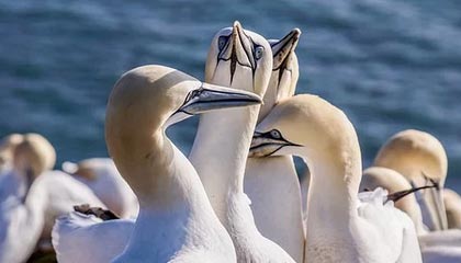 mk体育全站-球队内务协调能力是否被高压比赛磨合得以夯实